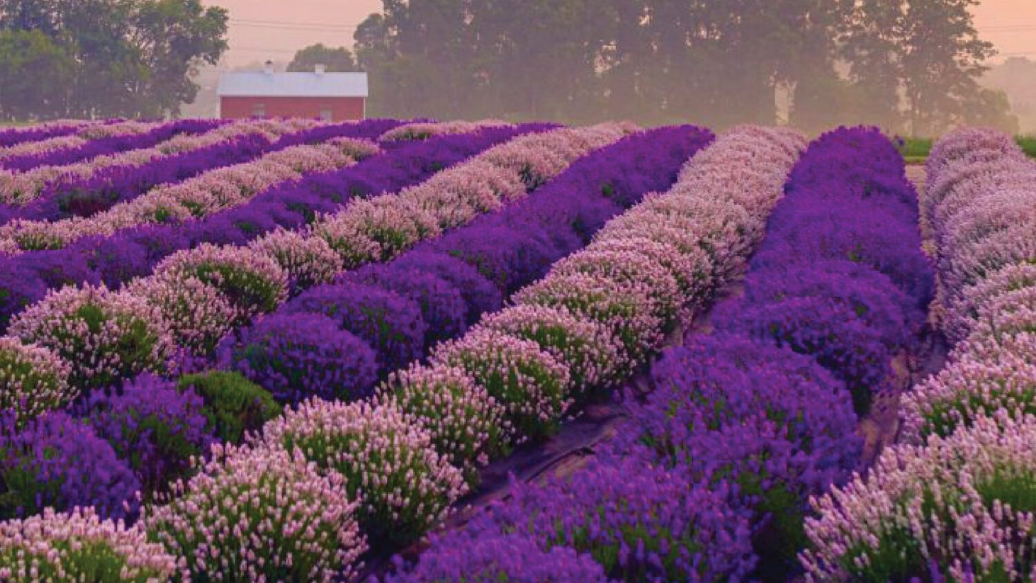 Lavender Farm and Unique Cuisine